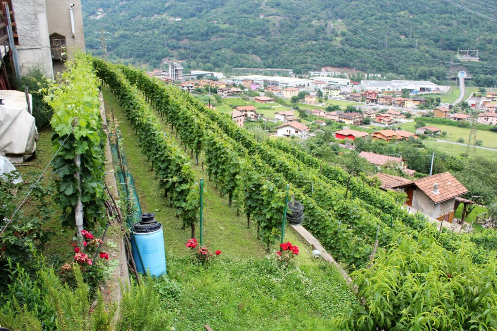 vigna_con_panorama_Sellero